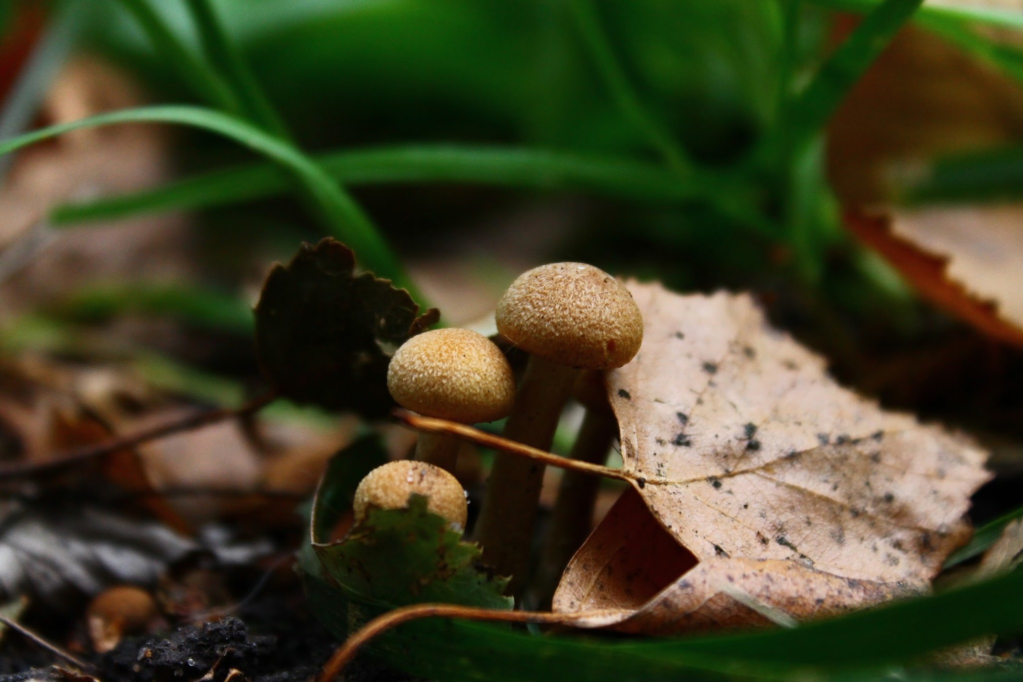 Mushrooms - My, The photo, Macro photography