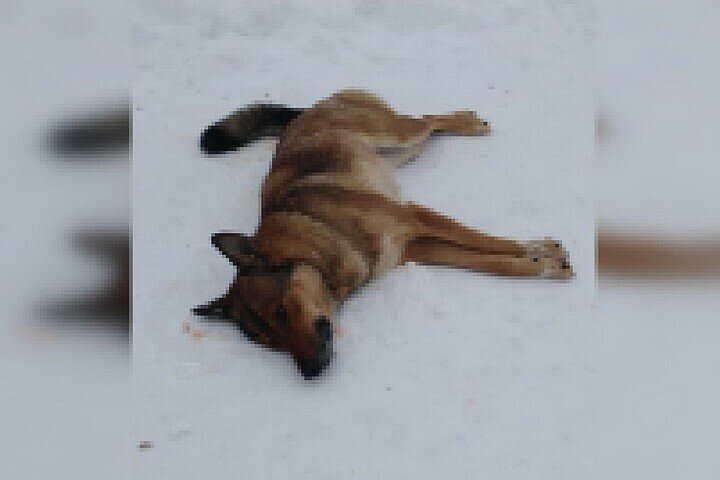 Очевидцы утверждают в соцсетях, что школьница из Прикамья убила собаку электрошокером - Собака, Электрошокер, Убийство, Жестокое обращение с животными, Длиннопост, Негатив