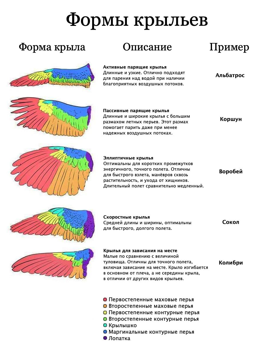 Типы крыльев у птиц. Форма крыла птицы. Крылья разных птиц. Виды крыльев. Разновидности крыльев птиц.