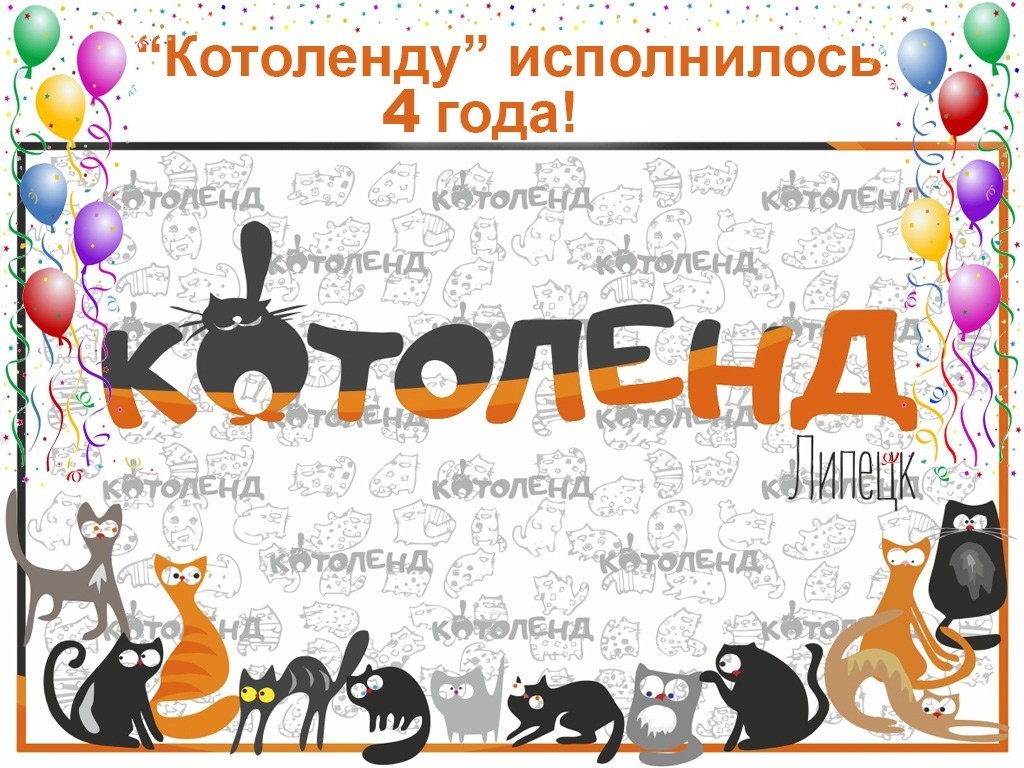 Kotoland. Birthday! - My, cat, Shelter Cotoland, Lipetsk, Help, Kindness, Shelter