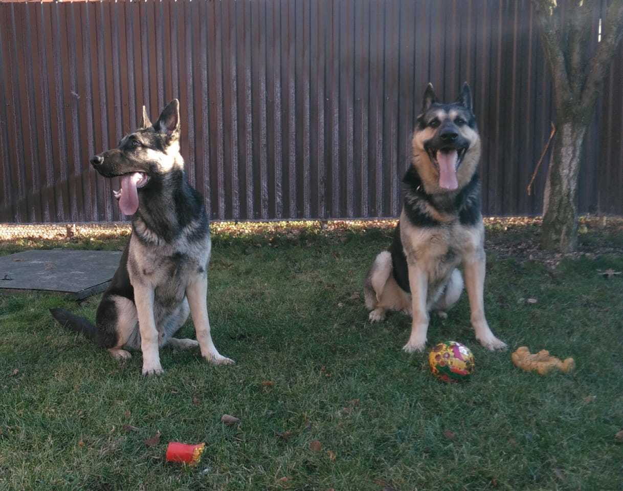 True friend - My, Best friend, East European Shepherd, Good boy, Longpost, Dog