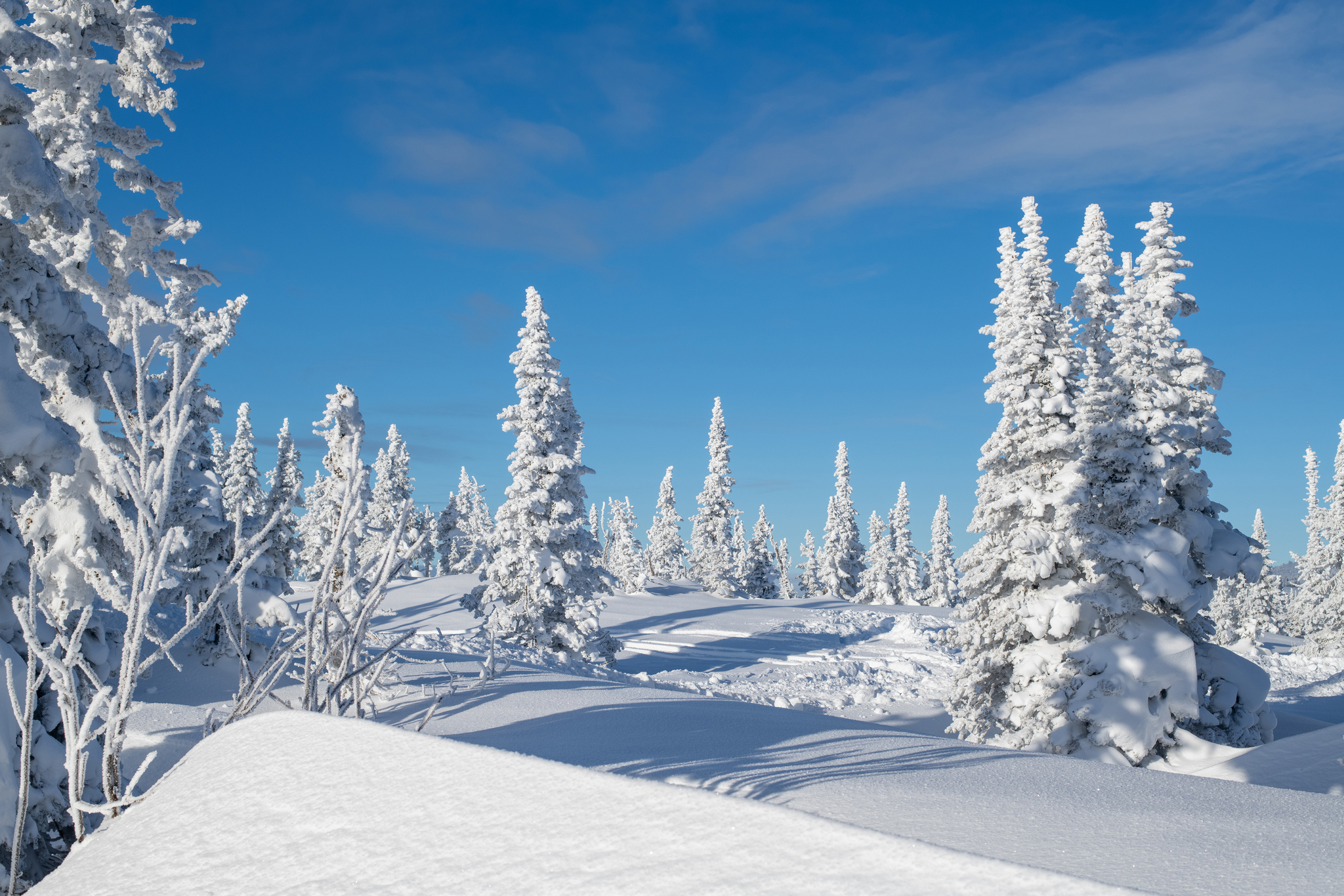 Winter's Tale - My, Christmas trees, The mountains, Sheregesh, Green Mountain, Landscape, Winter, Nikon, Longpost