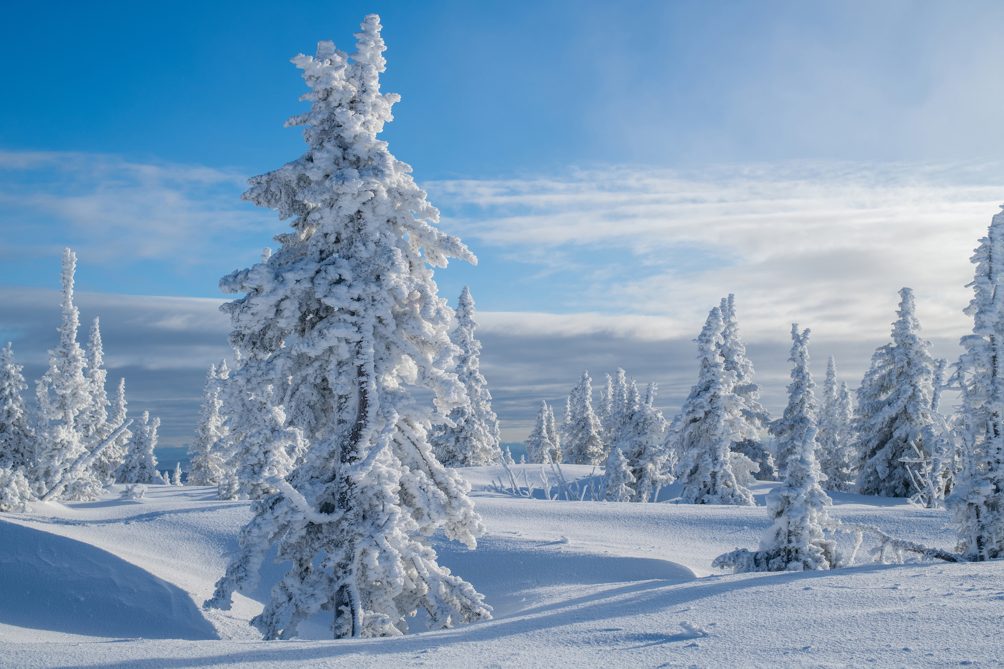 Winter's Tale - My, Christmas trees, The mountains, Sheregesh, Green Mountain, Landscape, Winter, Nikon, Longpost