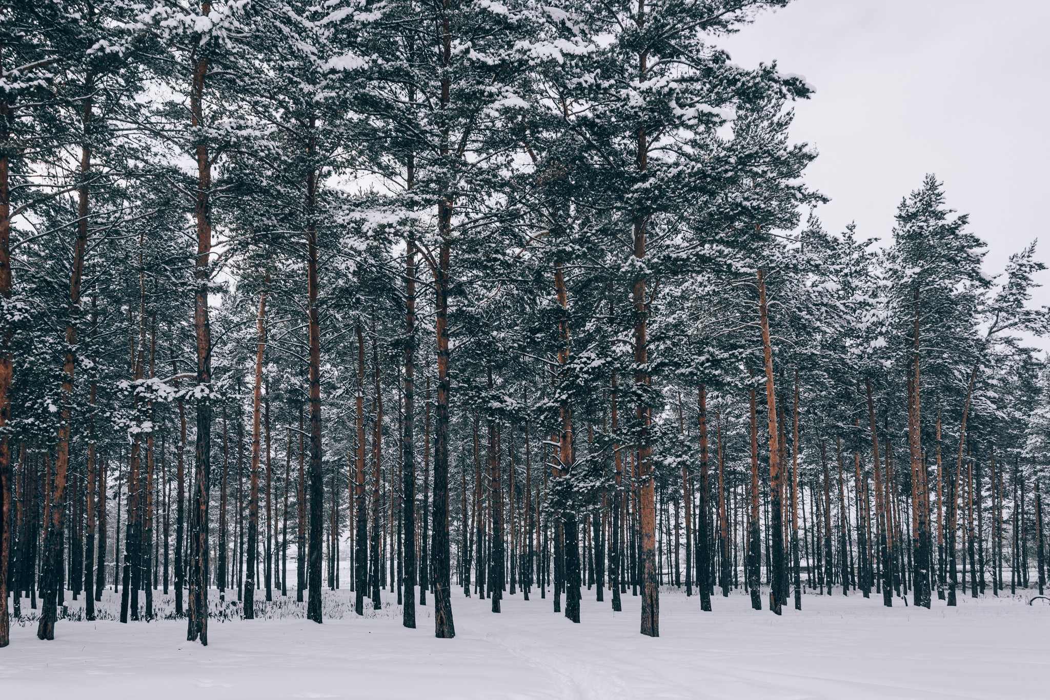 Winter post 2 - My, The photo, Winter, Forest, Longpost