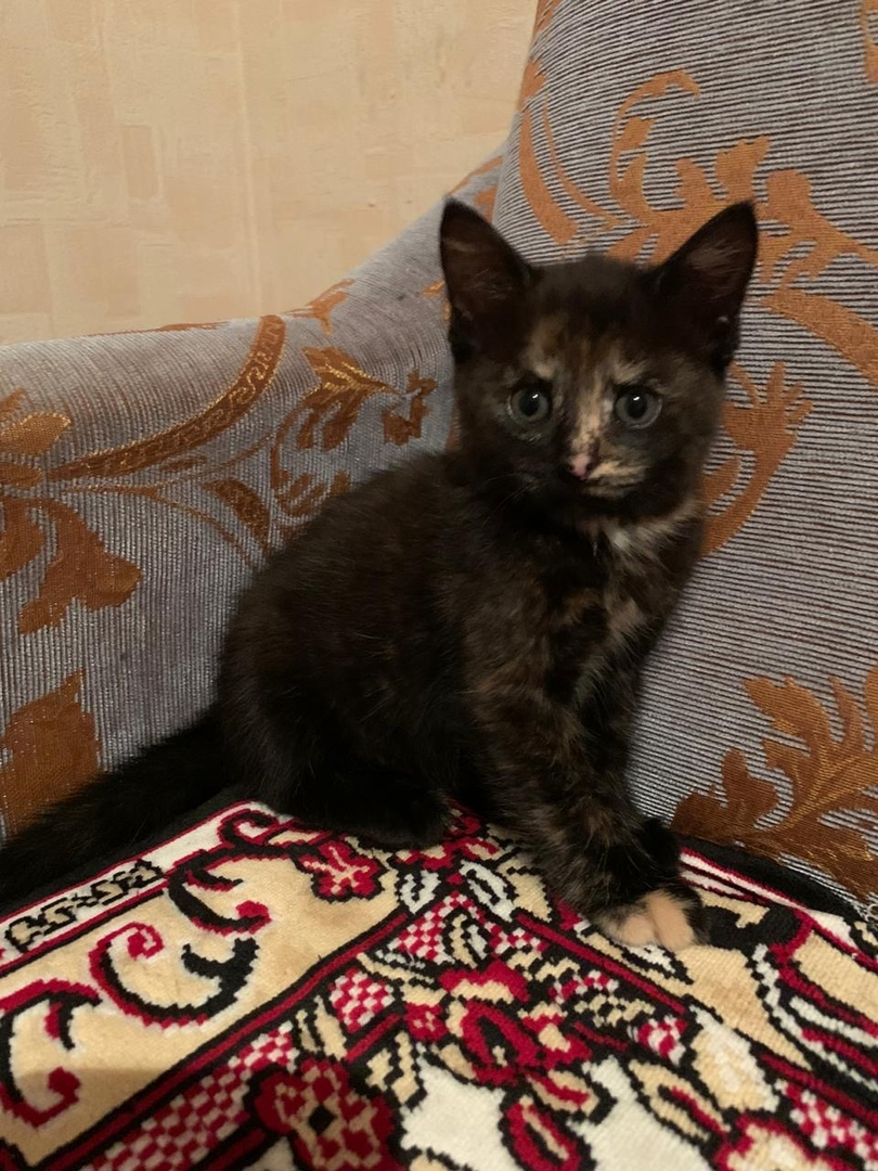 A cat with a slow color and a kind soul is looking for her home. St. Petersburg and Leningrad region - My, cat, In good hands, No rating, Help, Animal Rescue, Saint Petersburg, Leningrad region, Video, Longpost