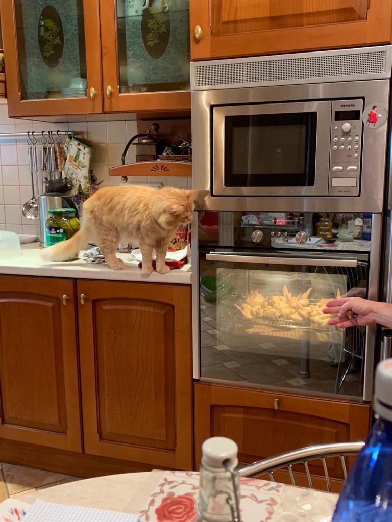 Red-haired cook - My, cat, Pets, Catomafia, Longpost