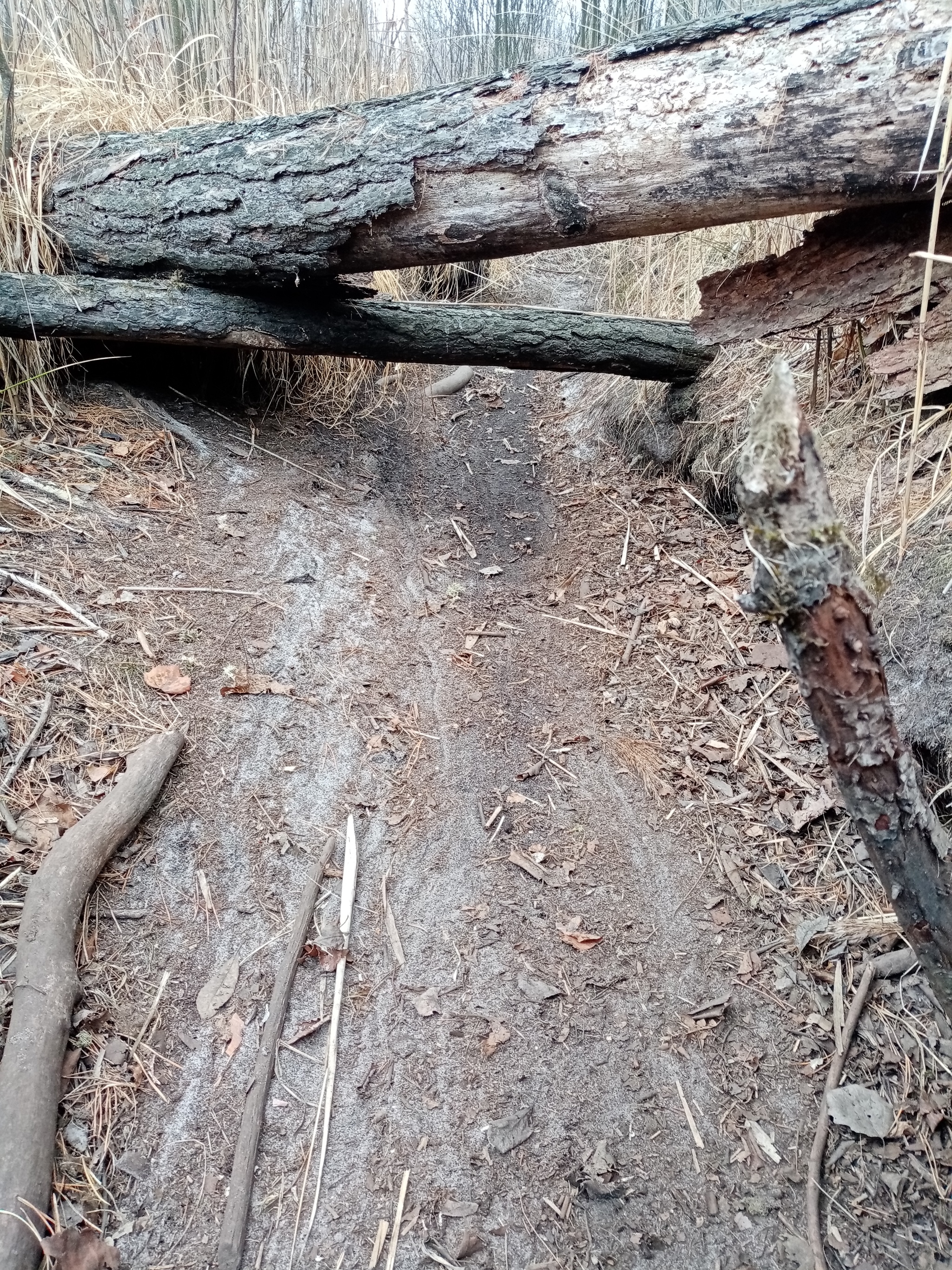 How to count crows, oh no, beavers! - My, Longpost, Volunteering, Reserves and sanctuaries, Beavers, Nature, Sharovka