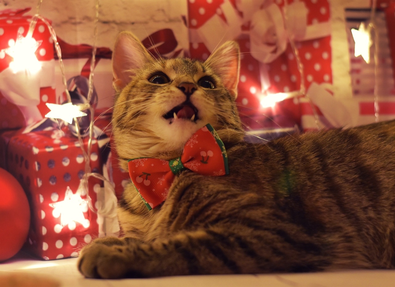 New Year's Anfisa - My, cat, Catomafia, Pets, Pet, The photo, Longpost