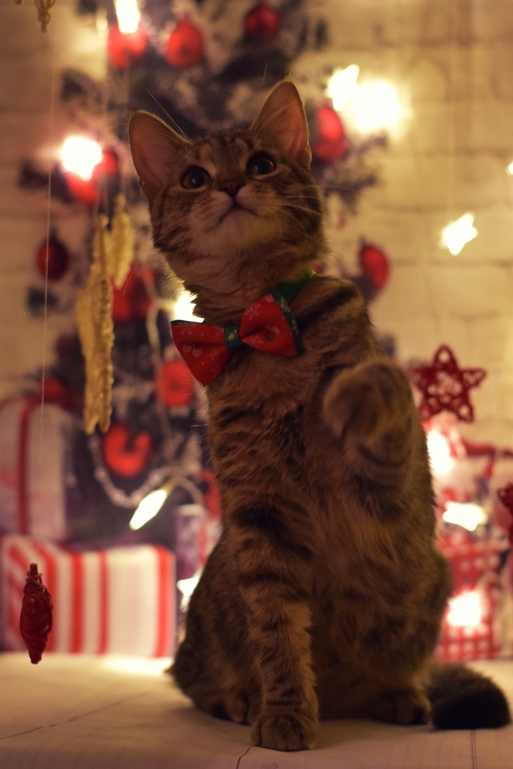 New Year's Anfisa - My, cat, Catomafia, Pets, Pet, The photo, Longpost