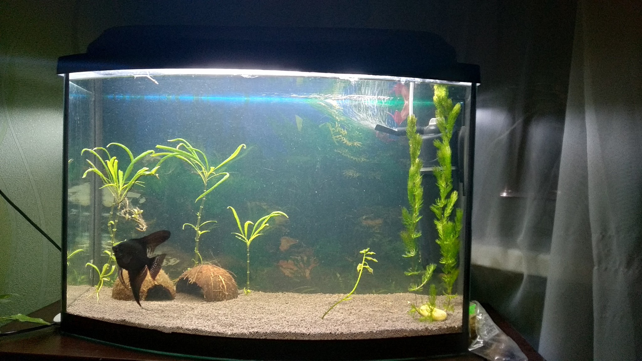 A few questions - My, Aquarium, Aquarium, Aquarium fish, Aquarium plants