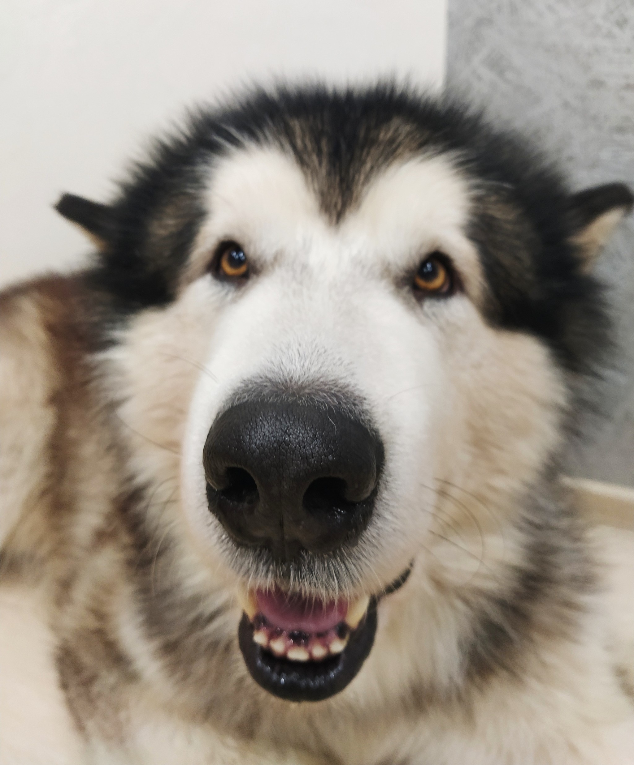 Mr Leathernose - My, Dog, Alaskan Malamute, Nose