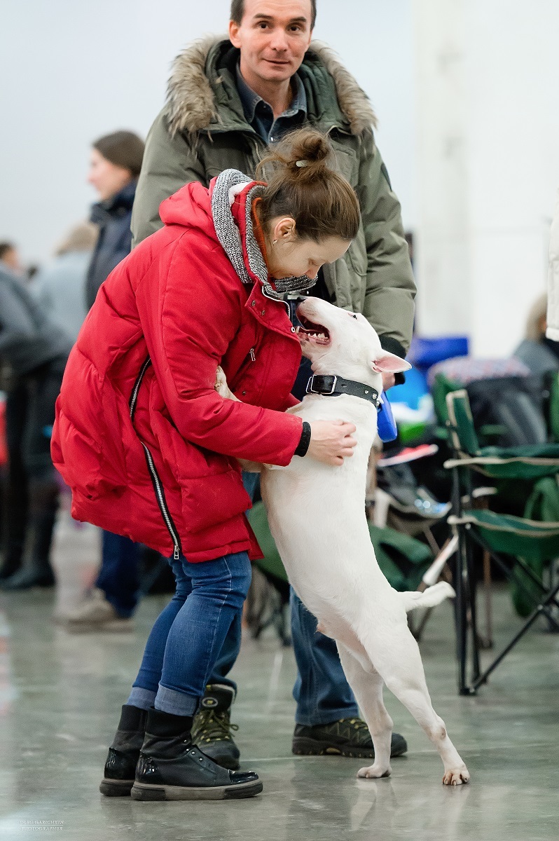 A small selection from dog shows held in the south of Russia and the Moscow region in 2019 - enjoy watching))) - My, The photo, Dogs and people, Dog, Dog show, Dog lovers, Dog days, Longpost