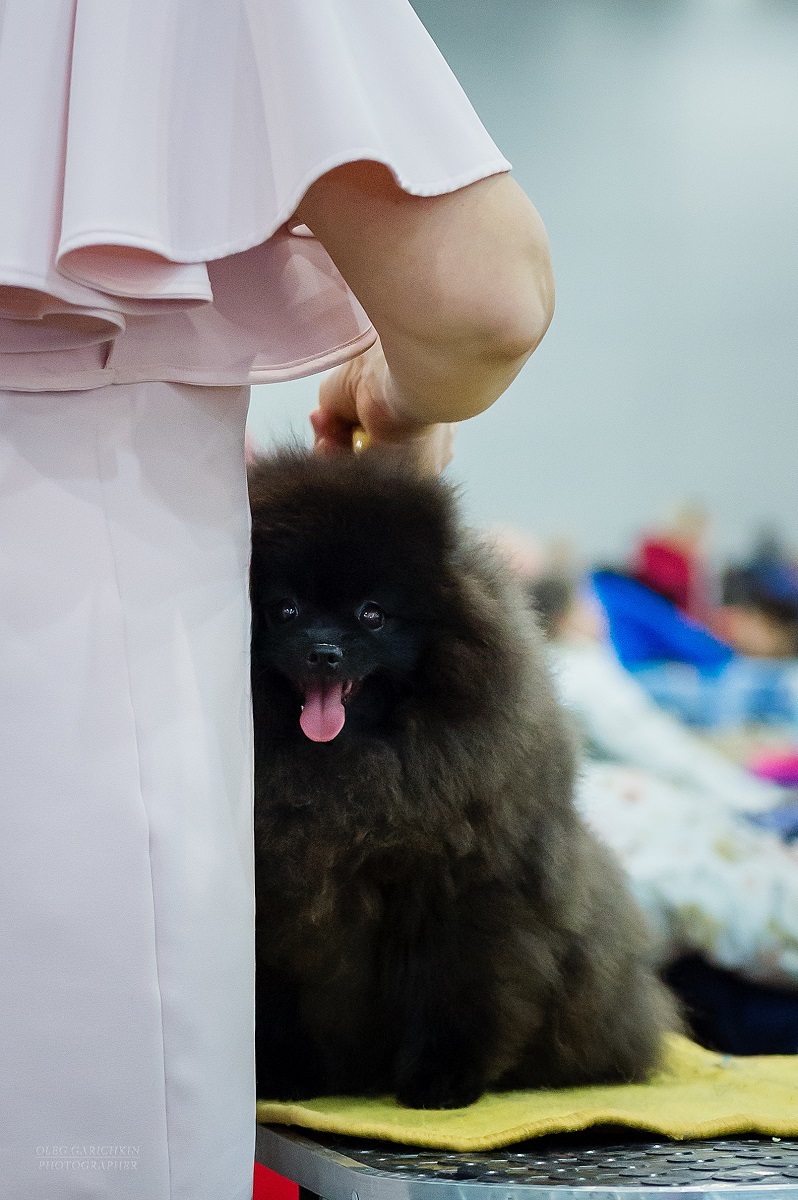 A small selection from dog shows held in the south of Russia and the Moscow region in 2019 - enjoy watching))) - My, The photo, Dogs and people, Dog, Dog show, Dog lovers, Dog days, Longpost