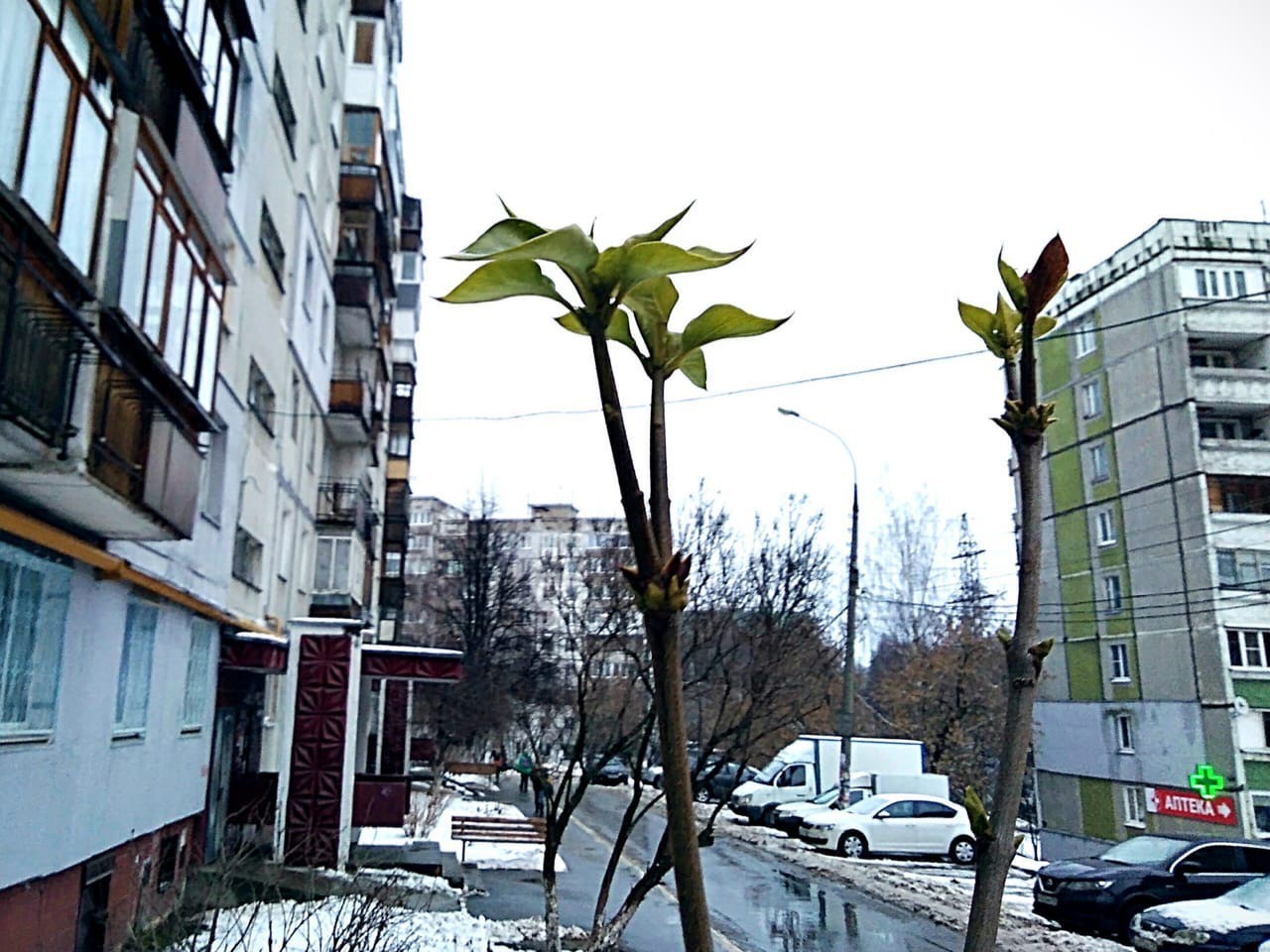 Today is +4, spring is in full swing - Nizhny Novgorod, Abnormal weather, Longpost, Lilac