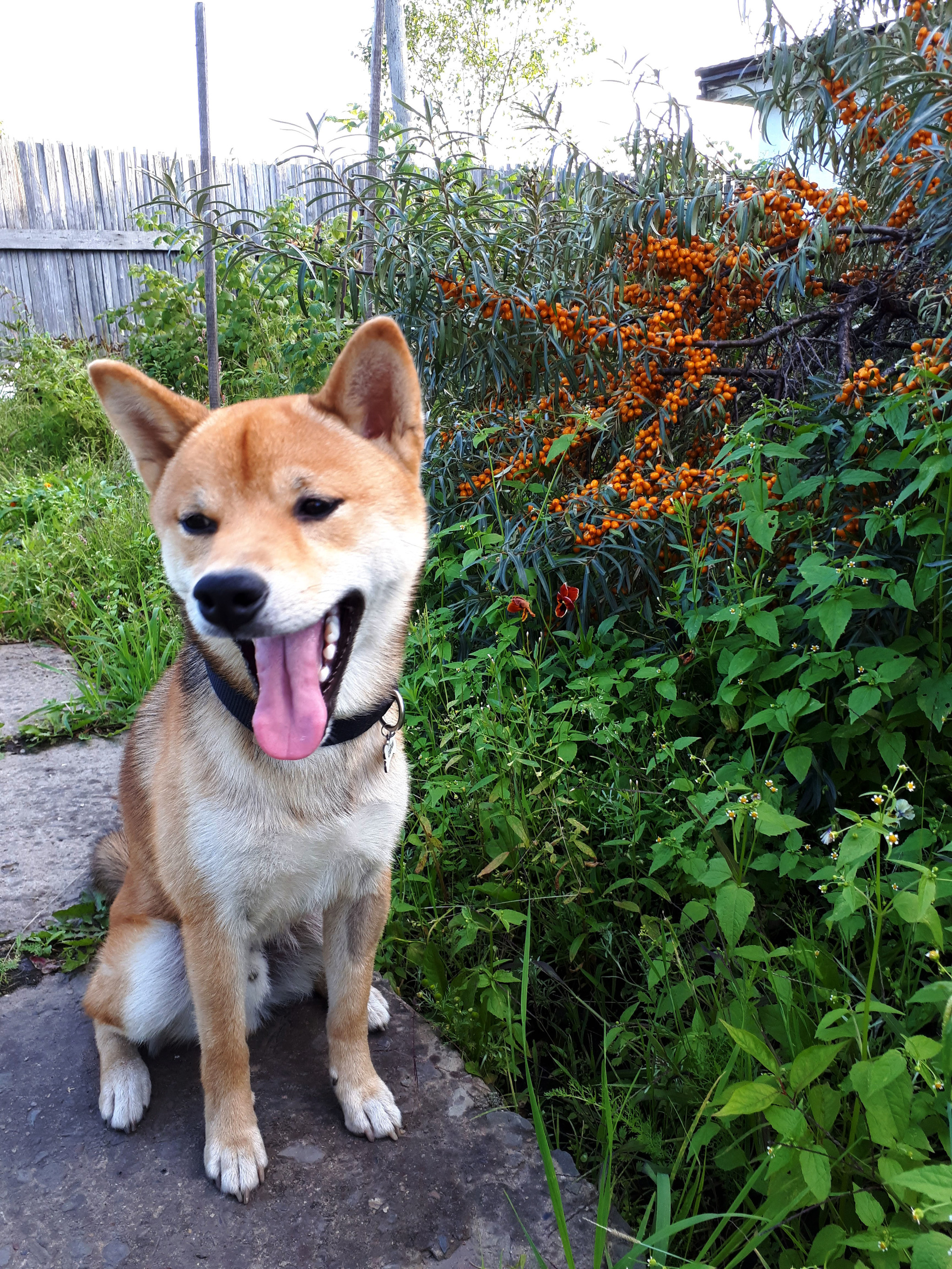 Life with a Shiba Inu. Health - My, Dog, Shiba Inu, The photo, Puppies, Pets, Health, Longpost