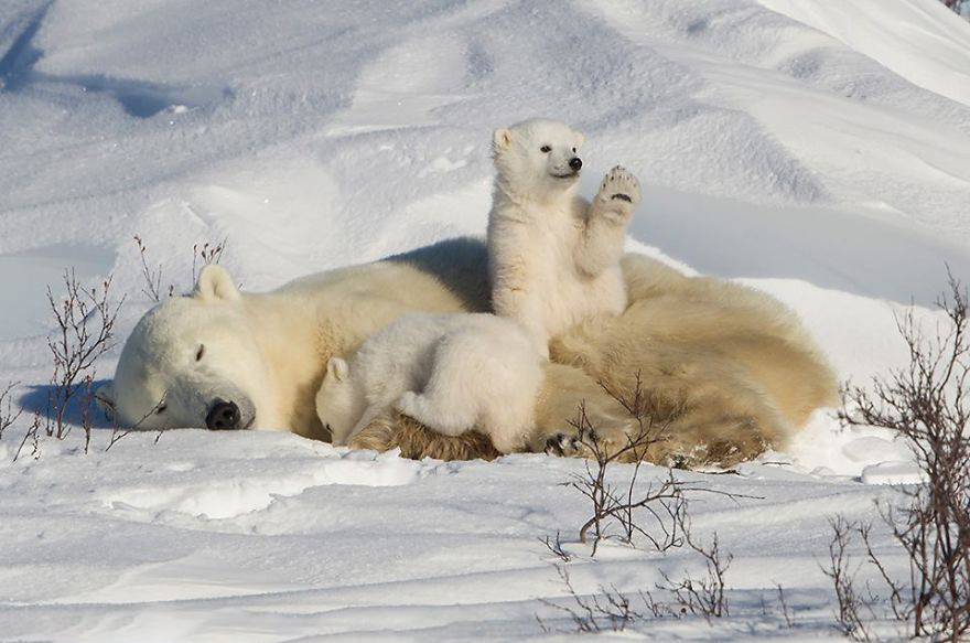 Umki on vacation - Polar bear, Dream, Greetings, Umka, Milota