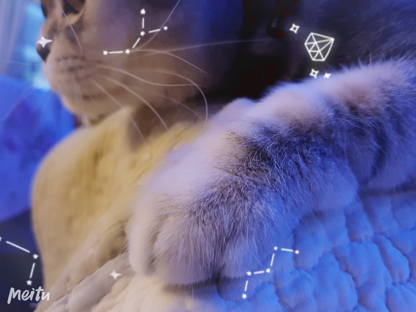 Cozy paws - My, Meitu, New Year, Fat cats, cat