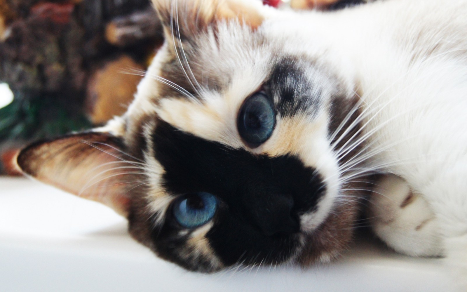 Cat with blue eyes - cat, Milota, Blue eyes