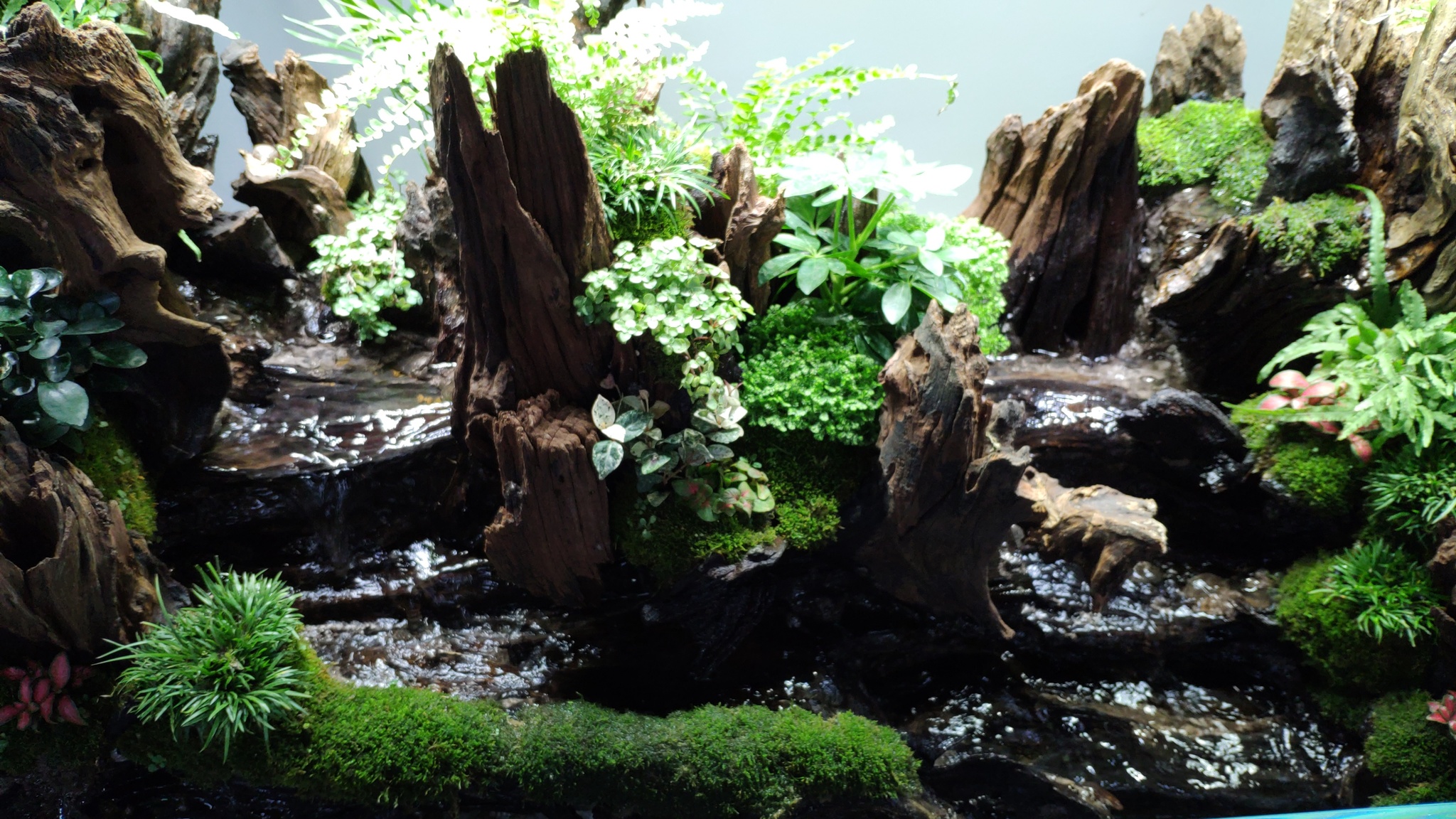 The coolest aquarium gallery in Shanghai + video - My, China, Shanghai, Aquascape, Aquarium, Gallery, Aquarium, Scalariki, Video, Longpost