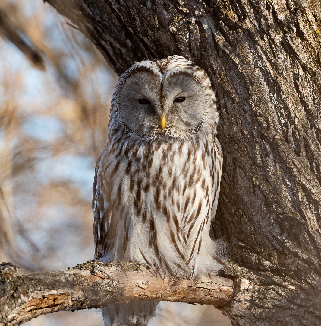 An unexpected encounter, a Great Tawny Owl - My, Owl, Long-tailed owl, Photo hunting