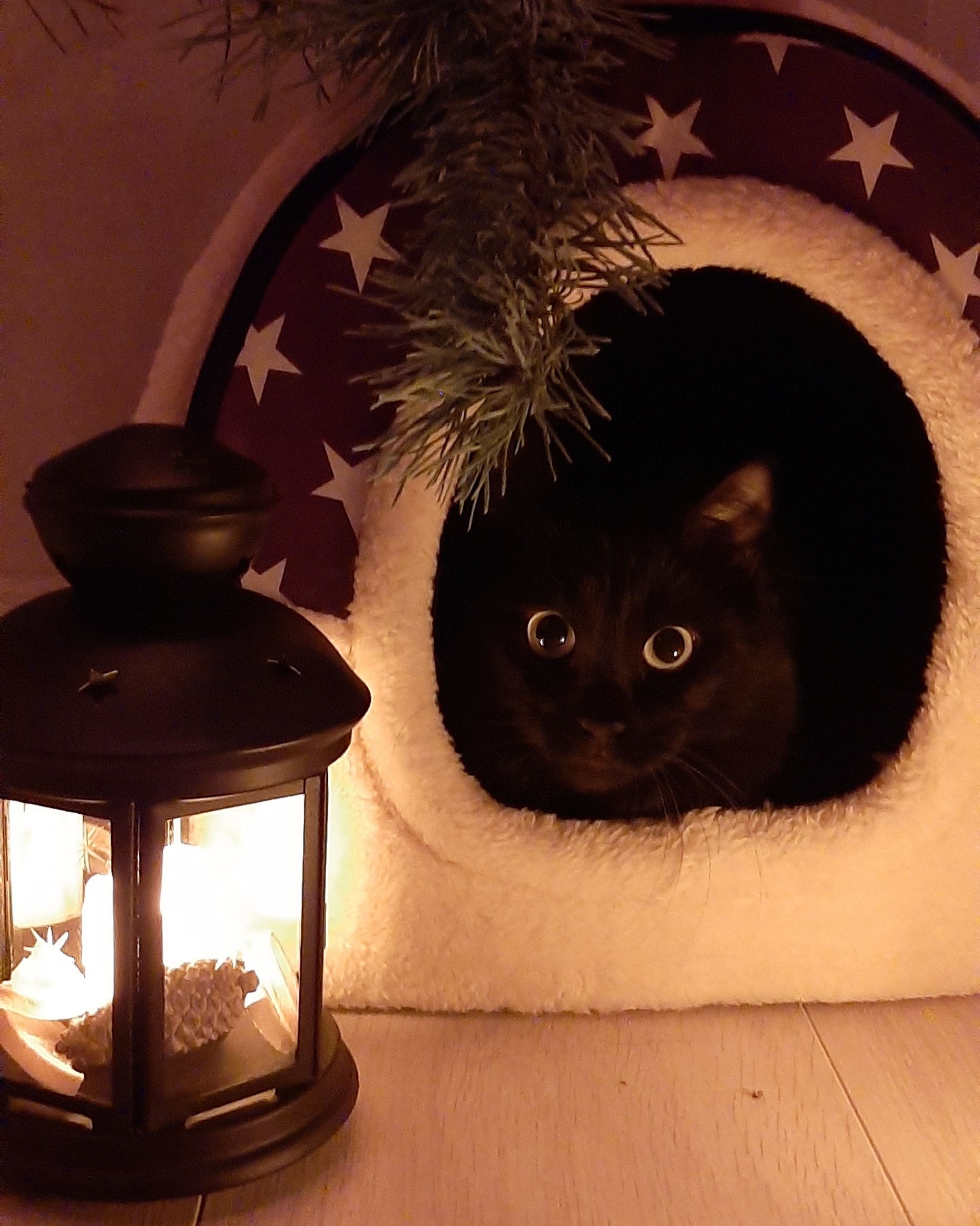 New Year's cat with a lamp - My, Catomafia, Cat with lamp, Black cat, New Year, Christmas tree, Longpost, cat