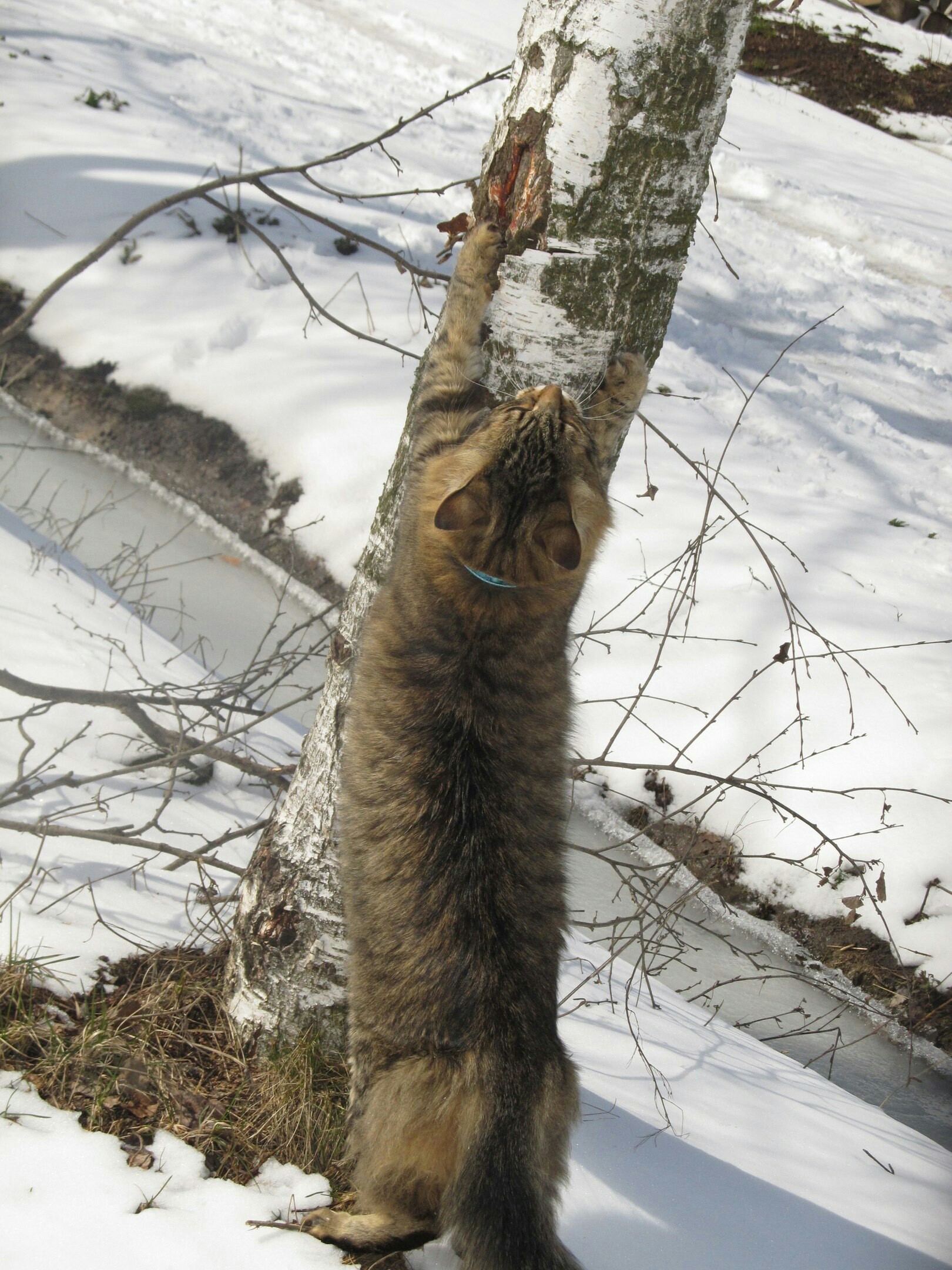 Severe village cat Basileus - My, cat, Winter, Longpost