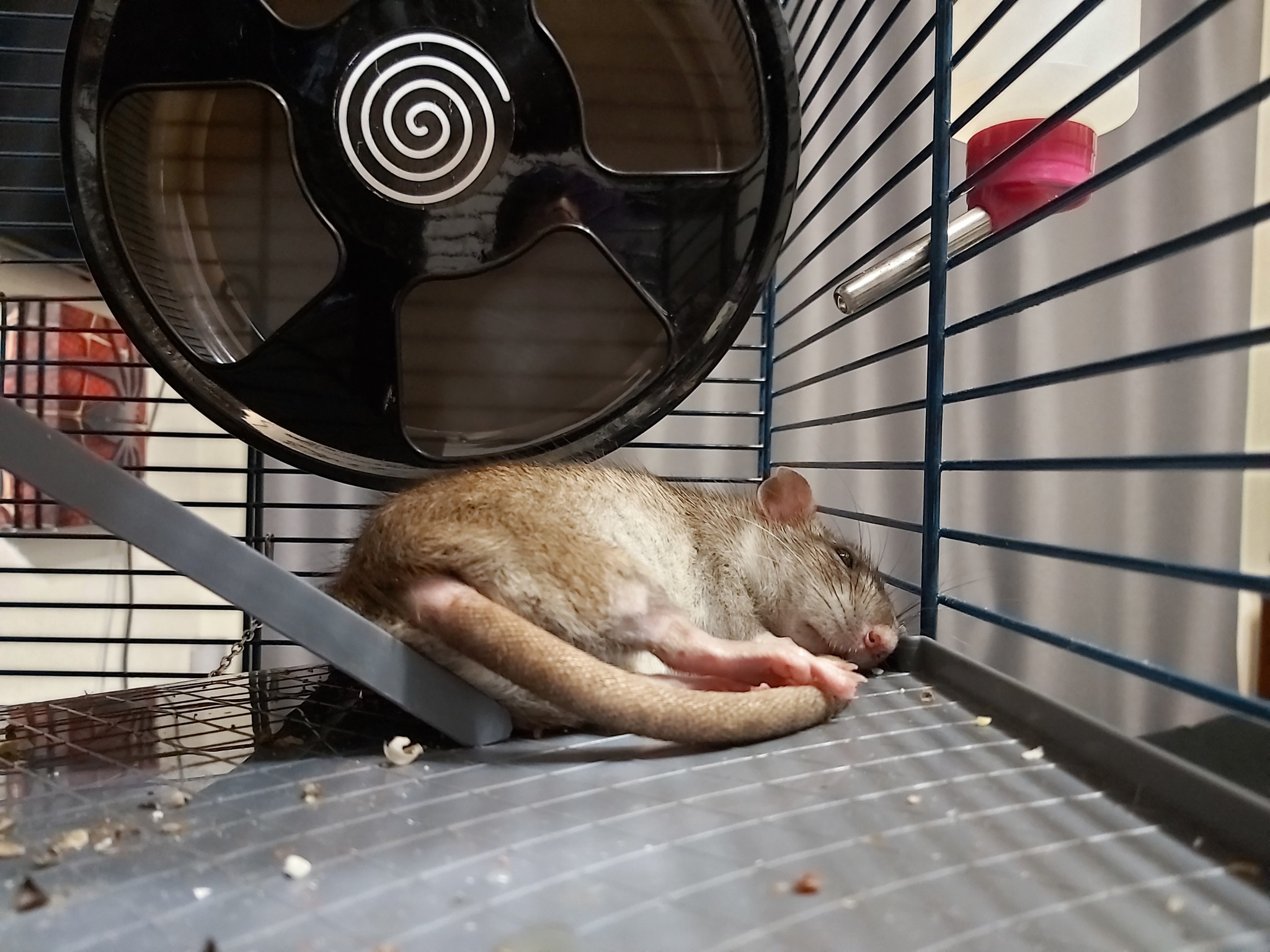 How I tamed Kus-rat - My, Rat, Decorative rats, Animals, Pets, The photo, Negative, Longpost