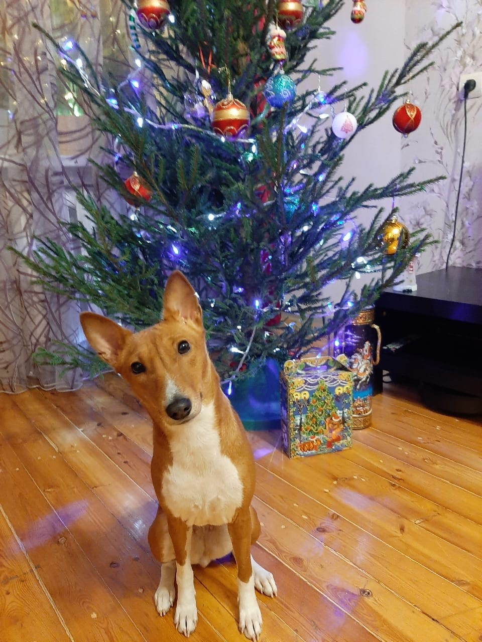 The Christmas tree is decorated - My, New Year, Christmas tree, Dog, Basenji