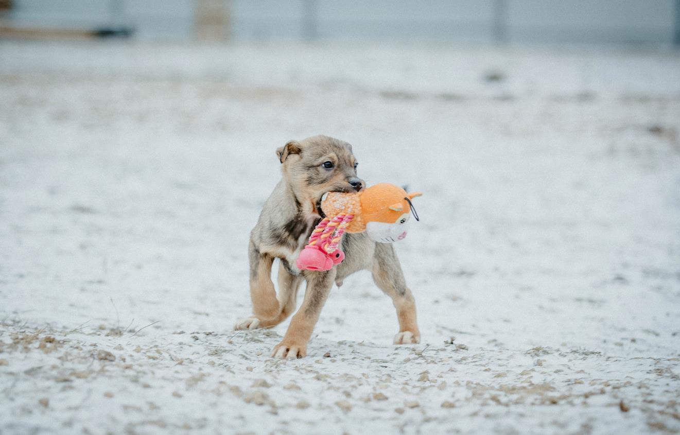 The most tender baby doll in good hands - My, No rating, Moscow, Moscow region, Puppies, I will give, Longpost, In good hands, Dog