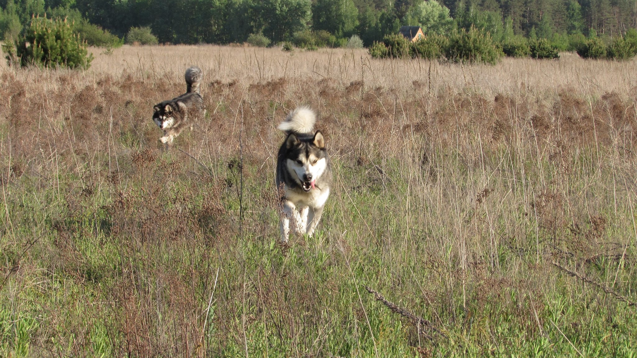 There is something to remember, but nothing to tell the children) - My, Time for drop dead stories, Dog, Adventures, Dogs and people, Alaskan Malamute, Dog lovers, Happy End