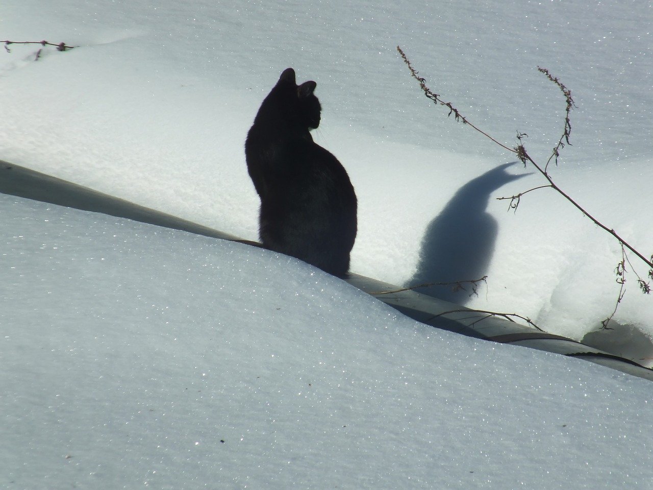 Snow demon or Catman??? - cat, Catomafia