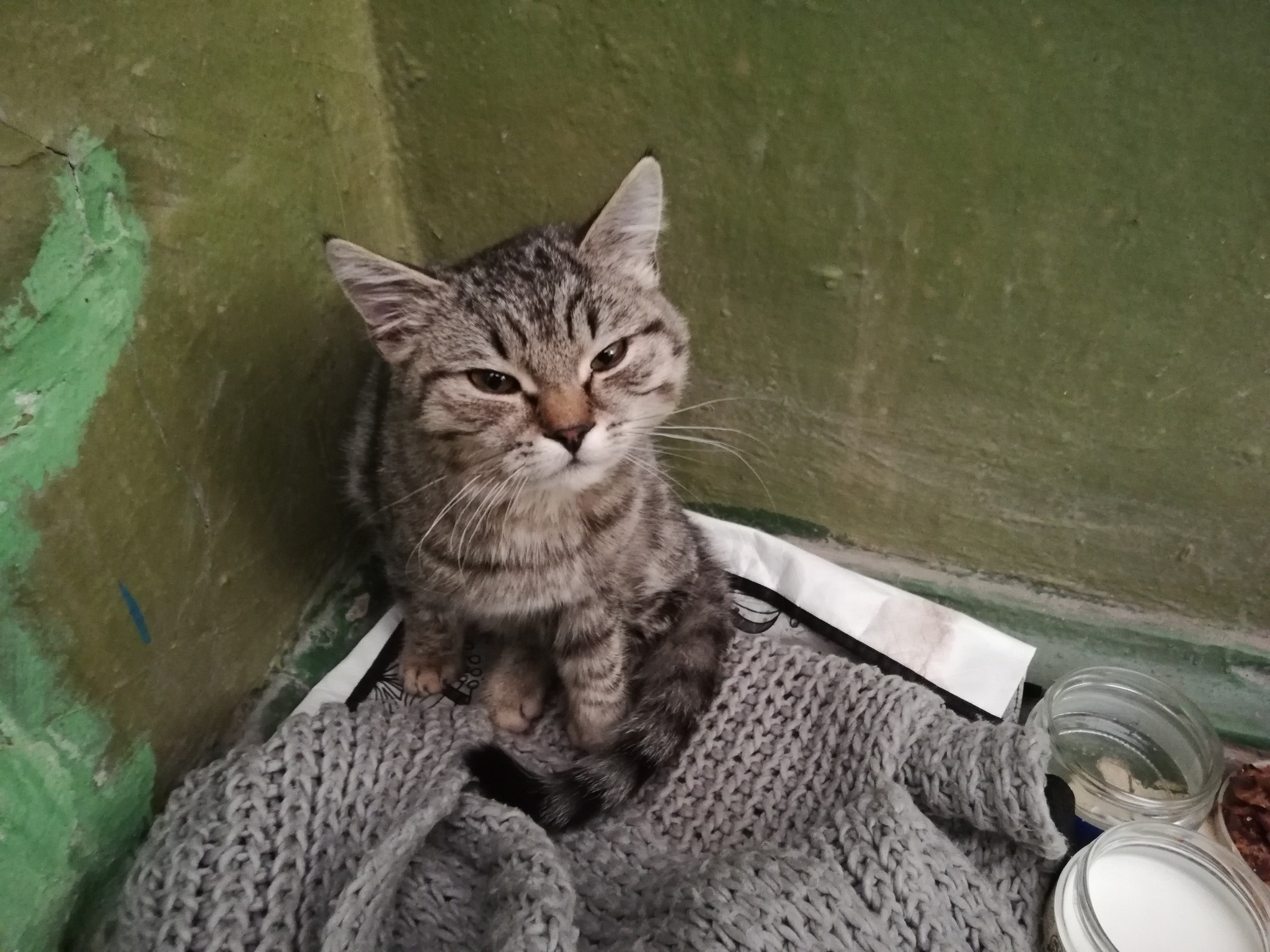 Saratov! Help me find a home for the cat - cat, Foundling, Longpost, No rating