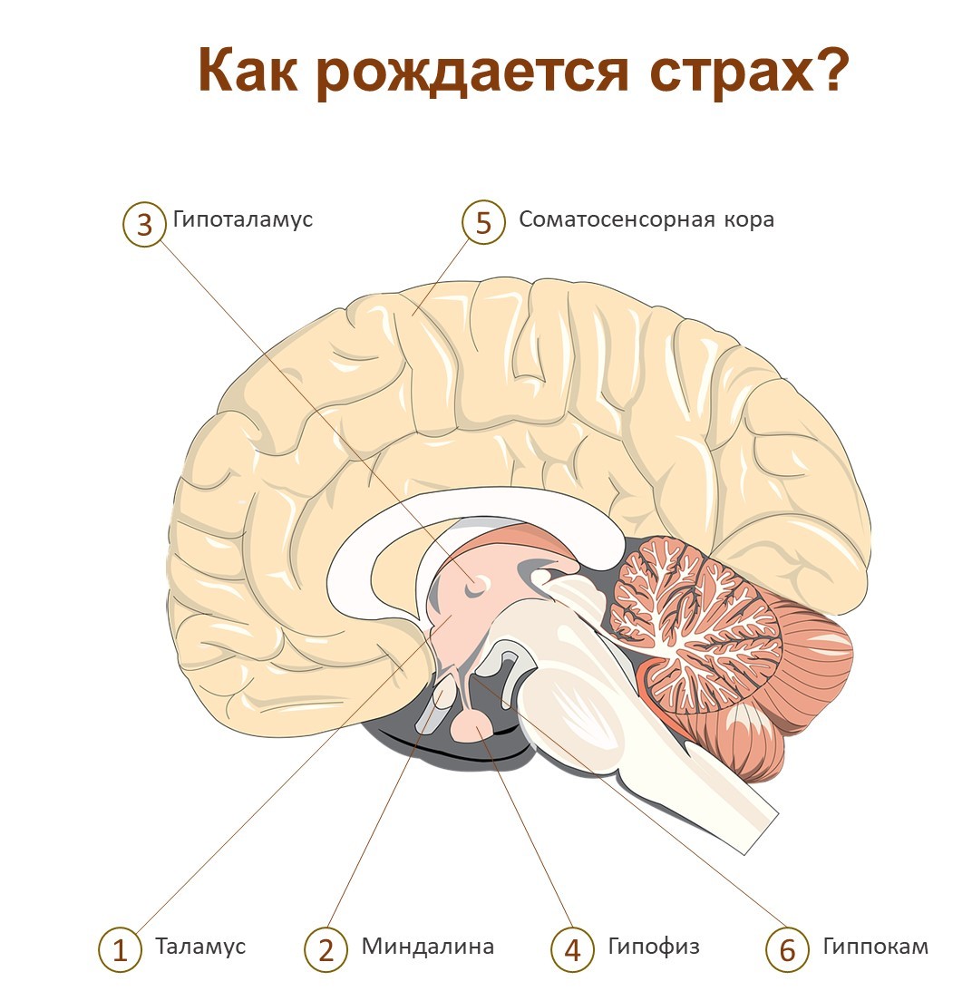 Страх. Необходимое зло для выживания | Пикабу