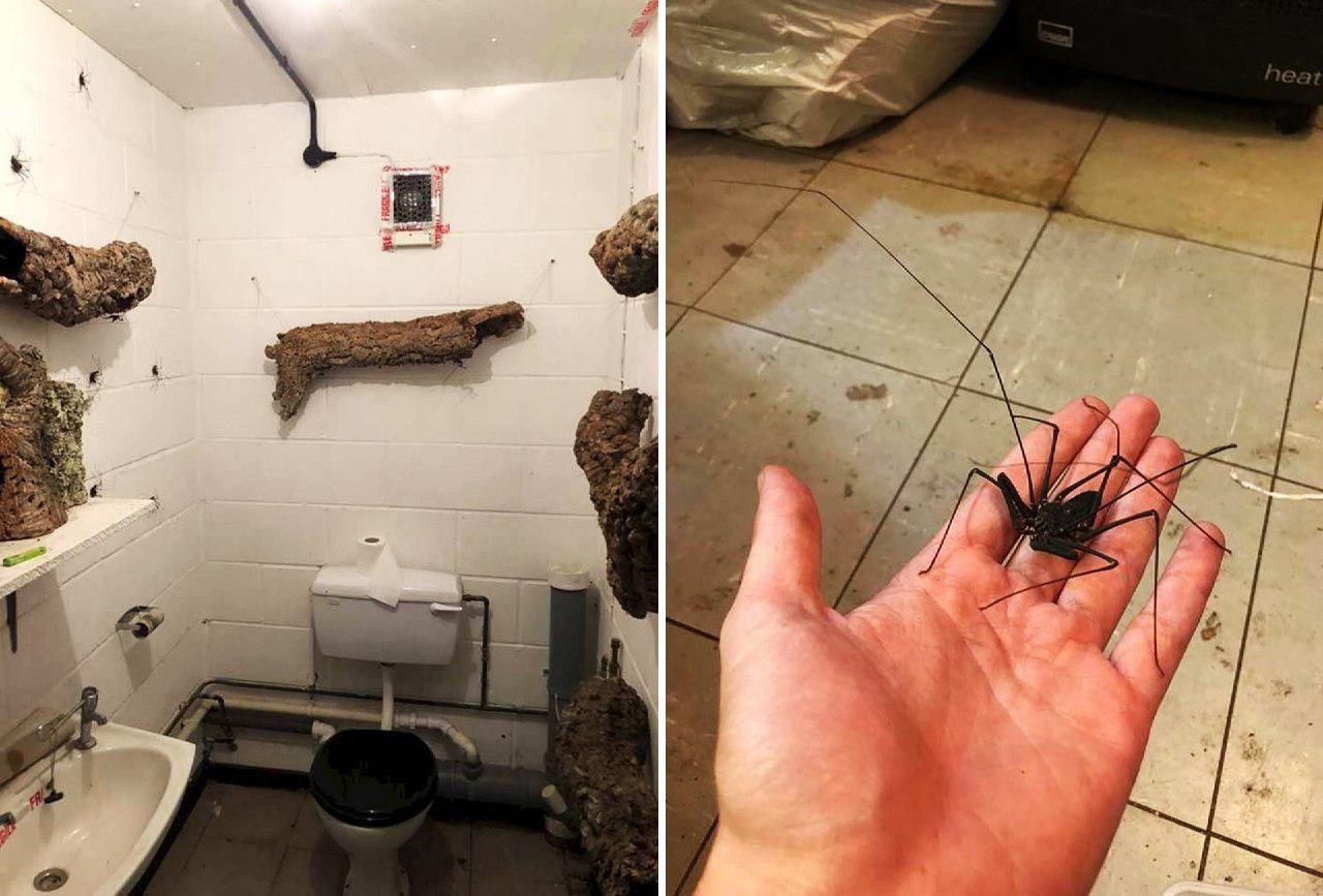 Сколько можно жить в квартире. Пауки в доме. Огромный паук в доме. Огромные пауки в санузле. Страшный паук в квартире.
