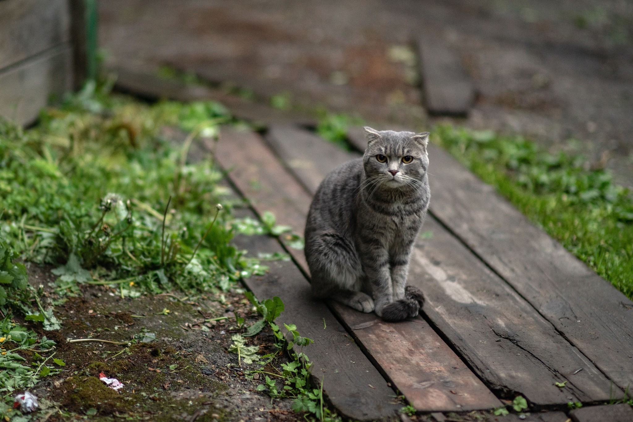 Street portraits - My, The photo, cat, Animals, Longpost