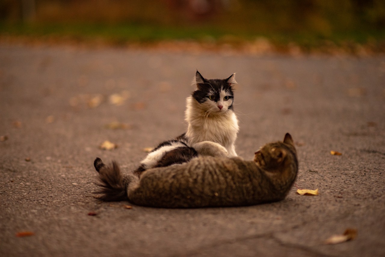 Street portraits - My, The photo, cat, Animals, Longpost