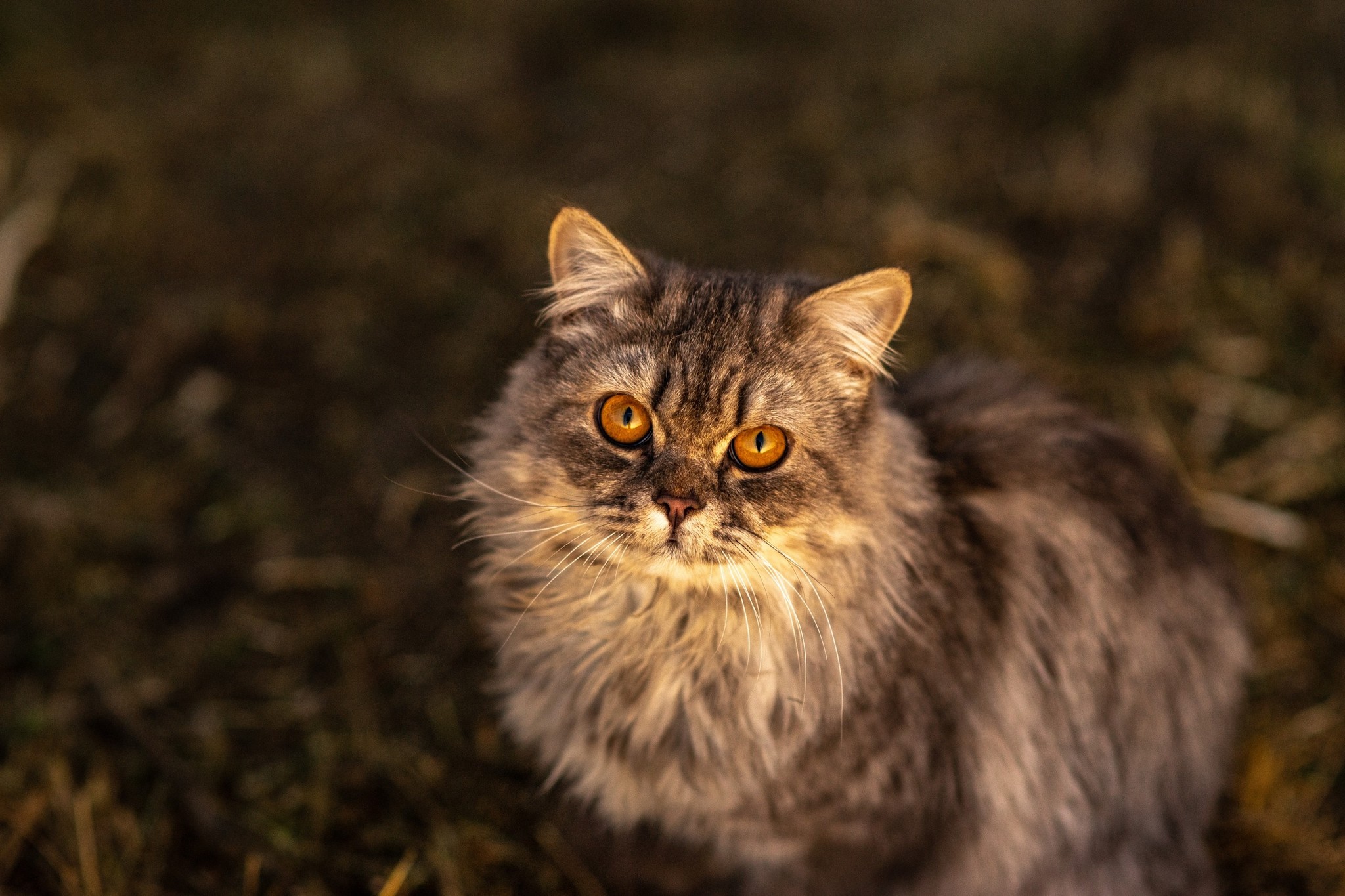 Street portraits - My, The photo, cat, Animals, Longpost