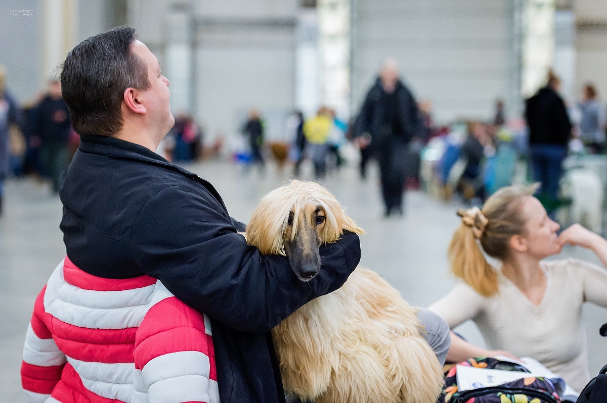 I continue to publish reportage photographs from dog shows held in 2019 in the South of Russia and the Moscow region - enjoy your viewing and - My, The photo, Dog, Dogs and people, Dog show, Dog lovers, Dog days, Longpost