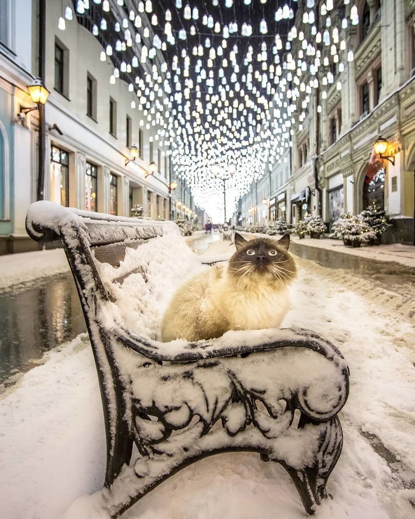 Night, street, lantern... - cat, The photo, Christmas, Snow