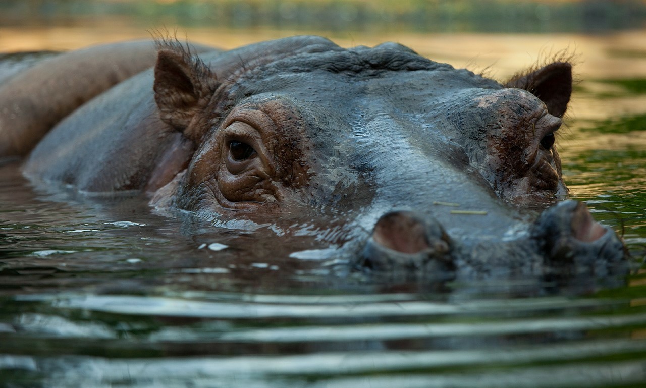 Hippos (Hippopotamidae) - My, , Biology, Biology, Mammals, hippopotamus, pygmy hippopotamus, Longpost