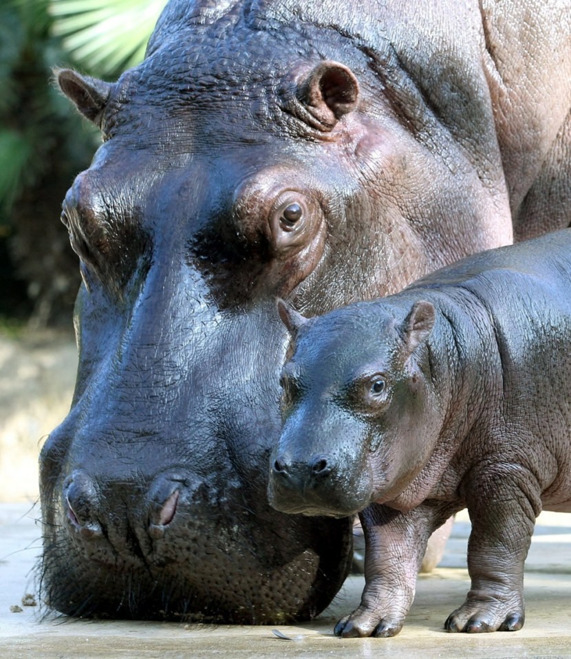 Hippos (Hippopotamidae) - My, , Biology, Biology, Mammals, hippopotamus, pygmy hippopotamus, Longpost