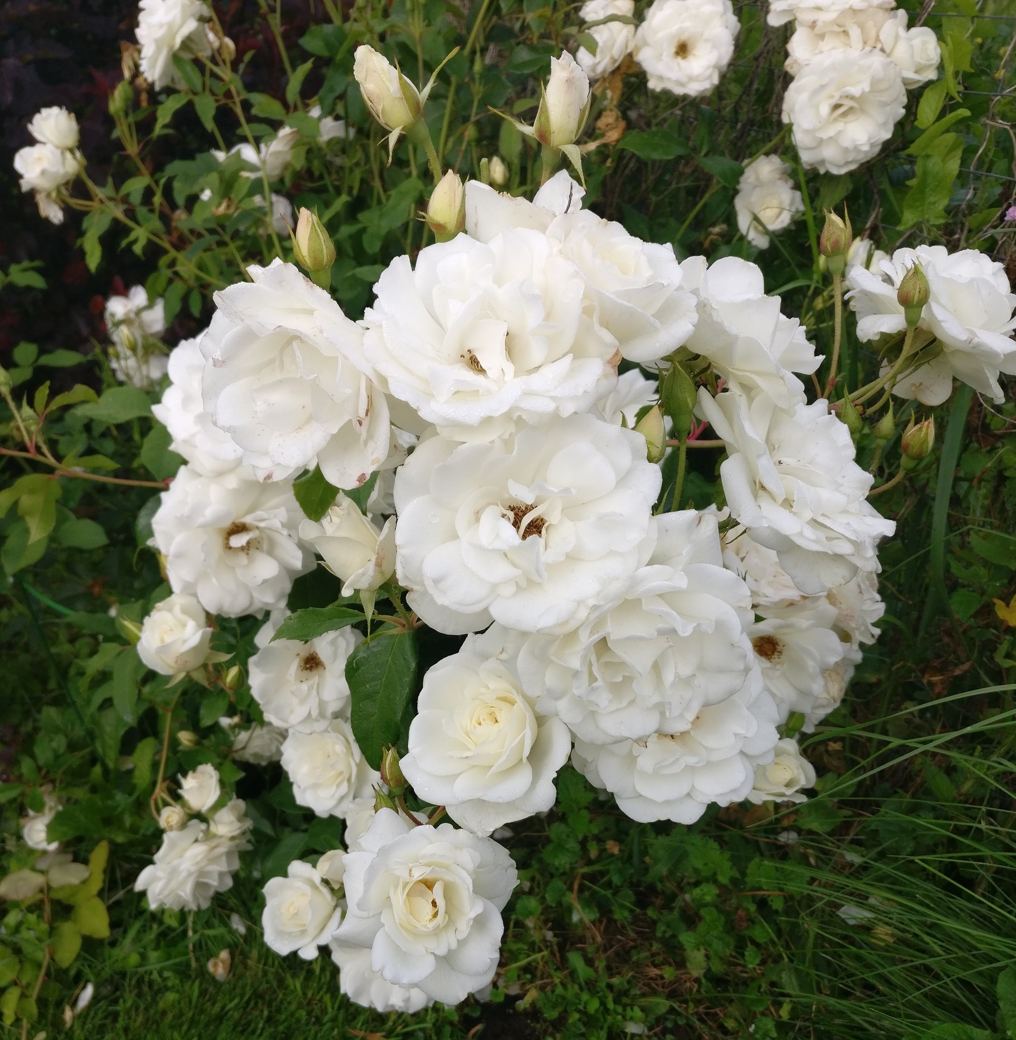 A little roses. Again - the Rose, I can, Longpost, Landscape