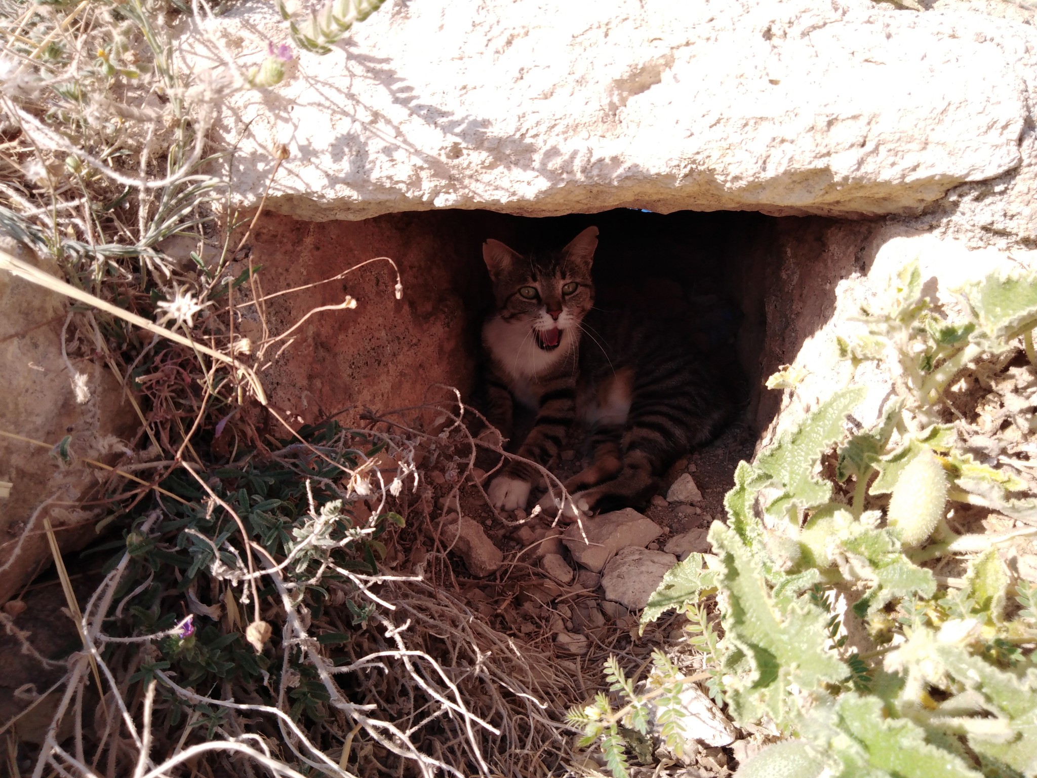 The cat and the mad cucumber - My, cat, Mad Cucumber, Crete