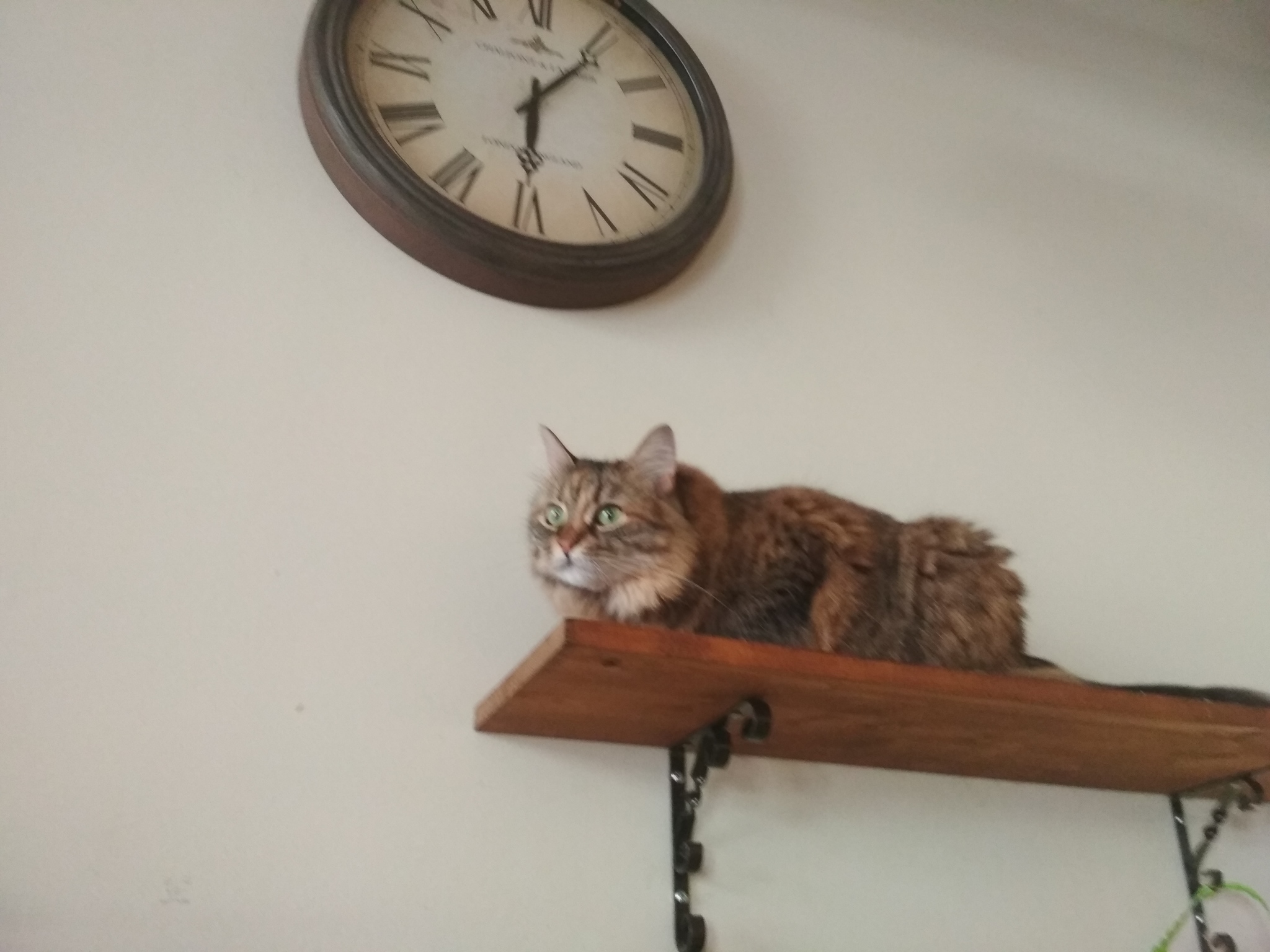 Reply to the post “Going to a cat cafe” - My, Cat cafe, cat, The photo, Reply to post, Longpost