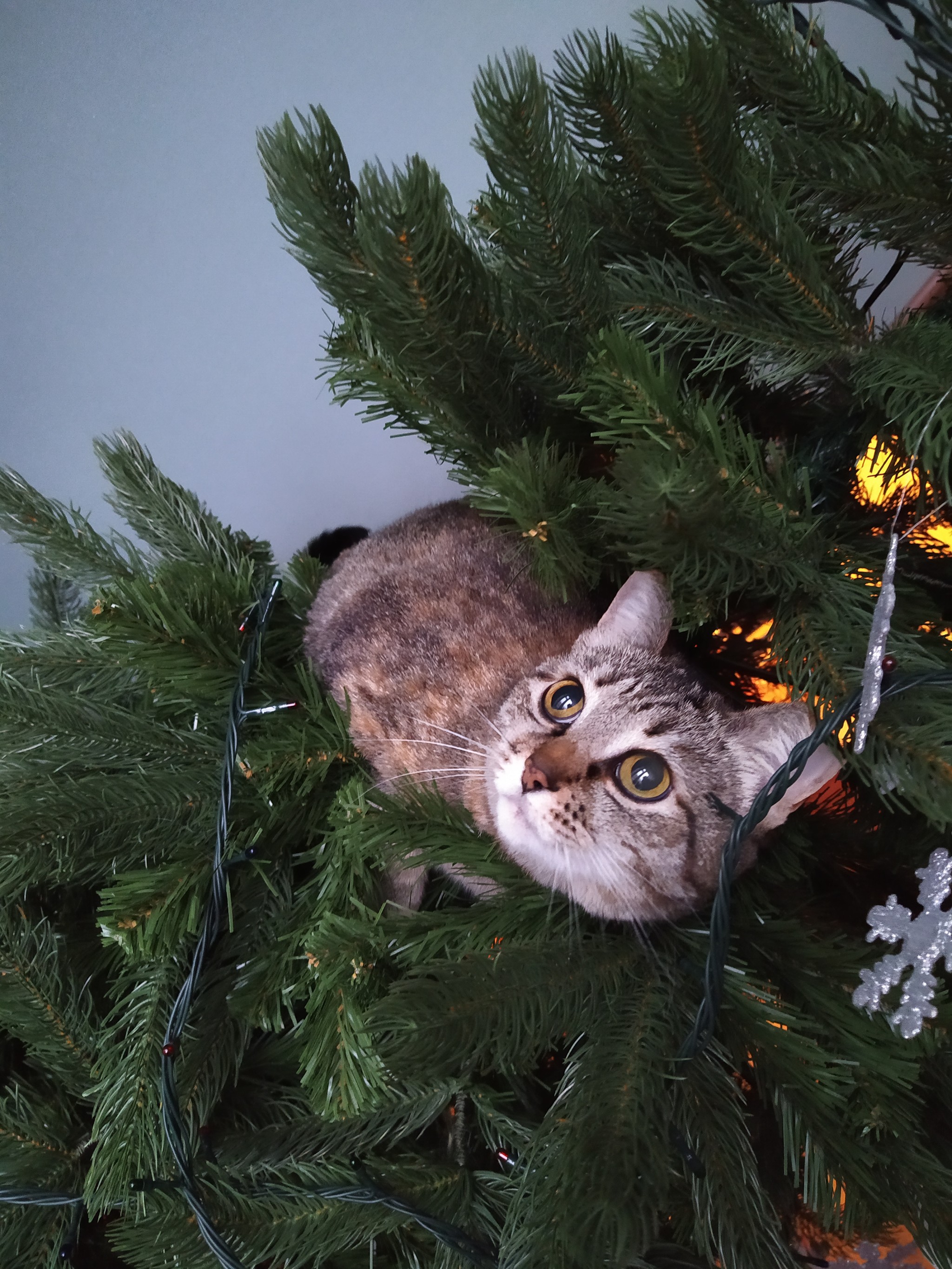 New Year's cats - My, Fat cats, Christmas tree, New Year, cat