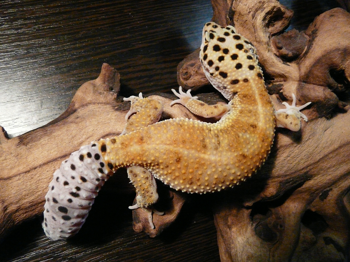 Hypo Tang. Enigma - My, Pets, Eublefar, Reptiles, Animals