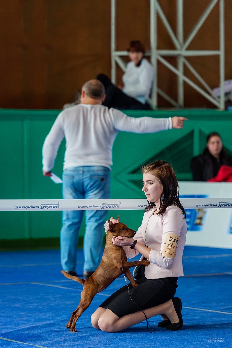 The last post of the outgoing year is a series of reportage photographs from dog shows held in the south of Russia in 2019, enjoy viewing and good - My, Dog, Dogs and people, Dog lovers, Dog days, Dog show, Animalistics, Longpost