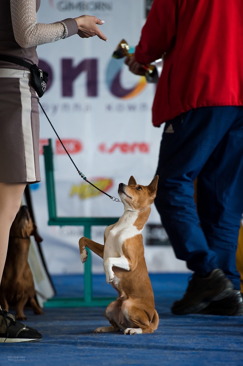 The last post of the outgoing year is a series of reportage photographs from dog shows held in the south of Russia in 2019, enjoy viewing and good - My, Dog, Dogs and people, Dog lovers, Dog days, Dog show, Animalistics, Longpost