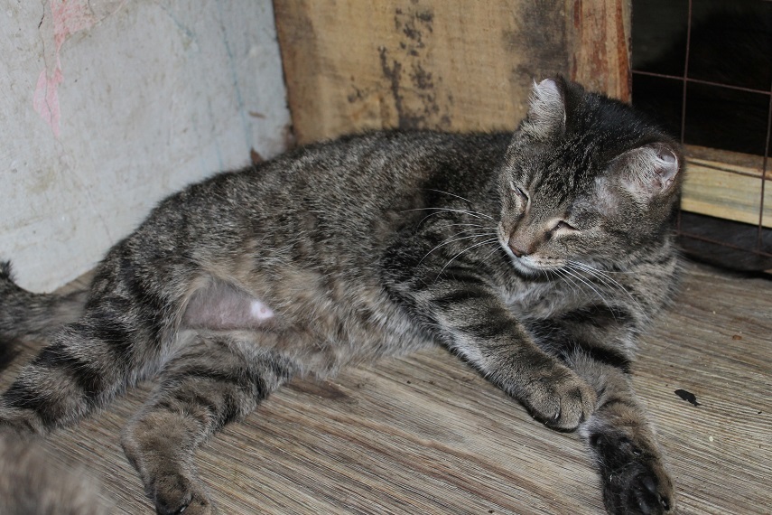 Life of the home shelter Kotoland 212 - My, cat, Shelter, Kindness, Help, Shelter Cotoland, Lipetsk, Longpost, In good hands