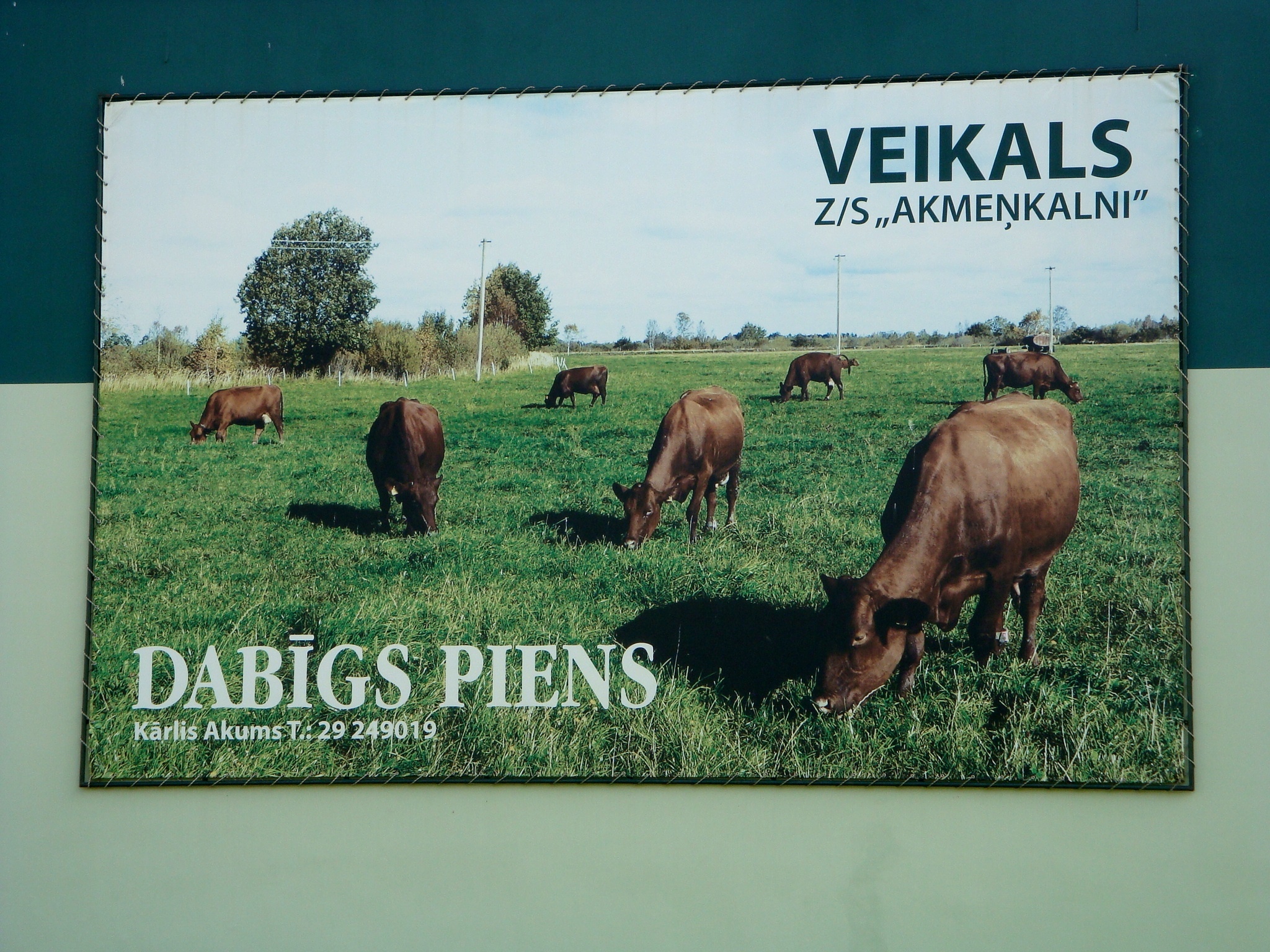 Cows and linear algebra - My, Cow, Algebra, Travels, Latvia, Ventspils, Longpost